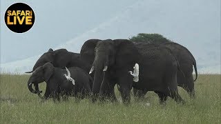 safariLIVE - Sunset Safari - January 13, 2019