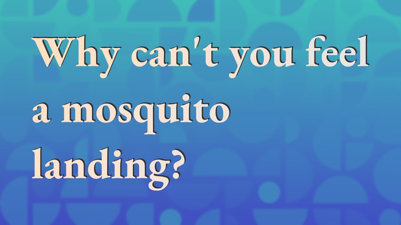 Why can't you feel a mosquito landing? YouTube