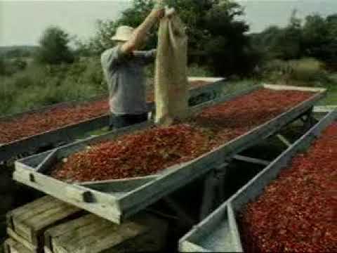 The cranberry culture at Terschelling