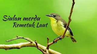 Masteran suara burung REMETUK LAUT durasi panjang 1 jam