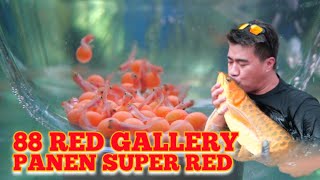 Panen Super Red Di Farm Arwana 88 Red Gallery