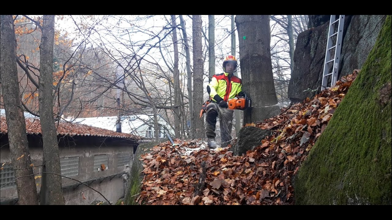 Difficult felling with Stihl MS 500i ⚠️ - YouTube