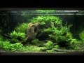 Aquascape Ideas Freshwater