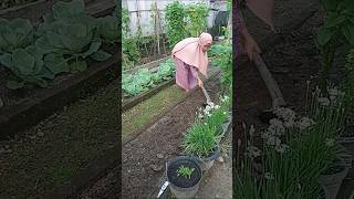 Cara ku olah lahan di raised bad #kebunorganik