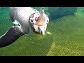 Penguins Love GoPro