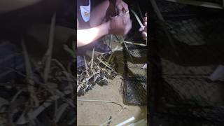 SURGANYA KEPITING BAKAU | PASANG BUBU KEPITING DAPAT BANYAK KEPITING BAKAU