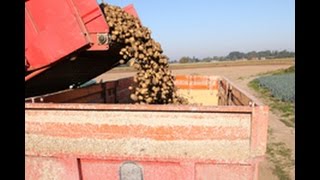 LA VIE AGRICOLE RONCQUOISE 4 : LA RECOLTE DES POMMES DE TERRE