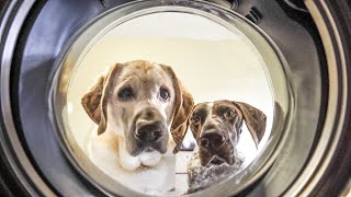 How we clean our house | German Shorthaired Pointer & Labrador Retriever