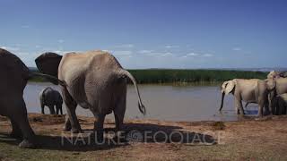 A Close Up Of African Elephant, Loxodonta Africana Peeing And Pooing.