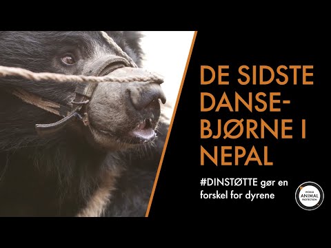 Neil Cruze on the rescue of the bears danmark sygeforsikringen