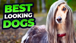 10 Dog Breeds That are Exclusively White Coated | White Coated Dog Breeds by Makoree Pet Corner 162 views 6 months ago 6 minutes, 30 seconds