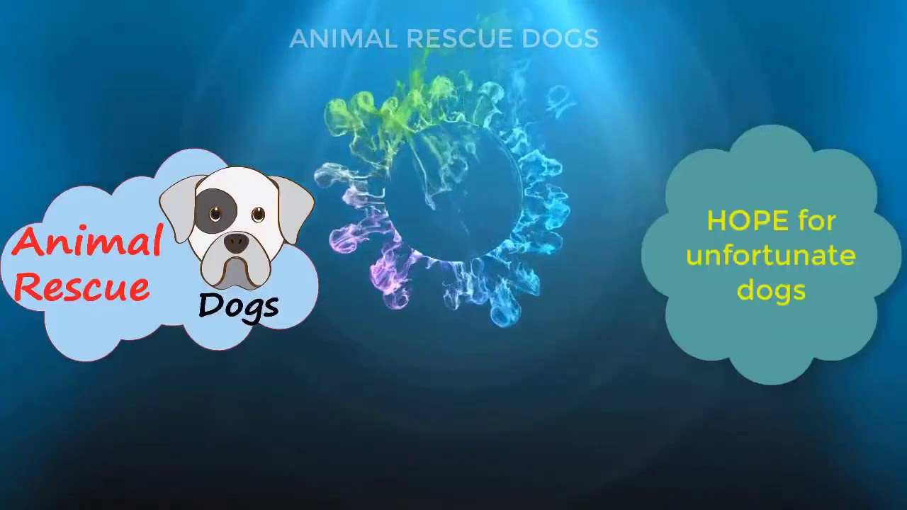 Animal rescue YouTube