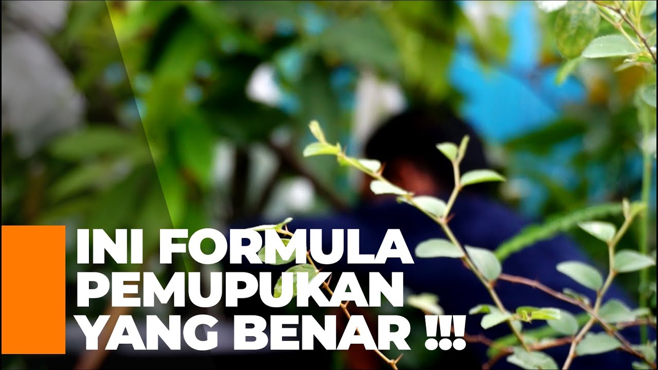 Cara Budidaya Jambu Madu Deli | Perawatan Dan Pemupukan  | Video Seri 03