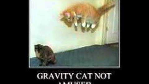 Gravity Cat not Amused!!!!!!!