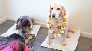 Kukur Tihar | Dog Worship Day