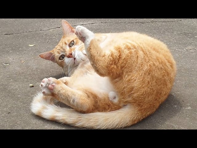 Relaxing Cat Video 99