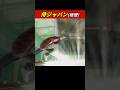 【ネタ】侍ジャパン【面白い】