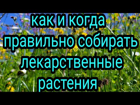 Как и когда правильно собирать лекарственные растения. Зелёная аптека. Многотравие. Травяной сбор.