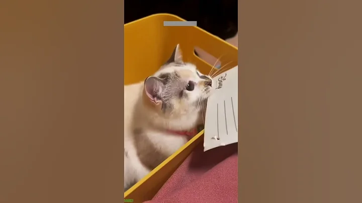 Video 11344991: compilation funny cats talking, kitten meowing, funny pets