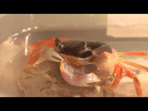 Video: Krabi Lihapallide Keetmine