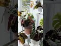The serotonin I needed today #houseplant #plantslover #plantcare