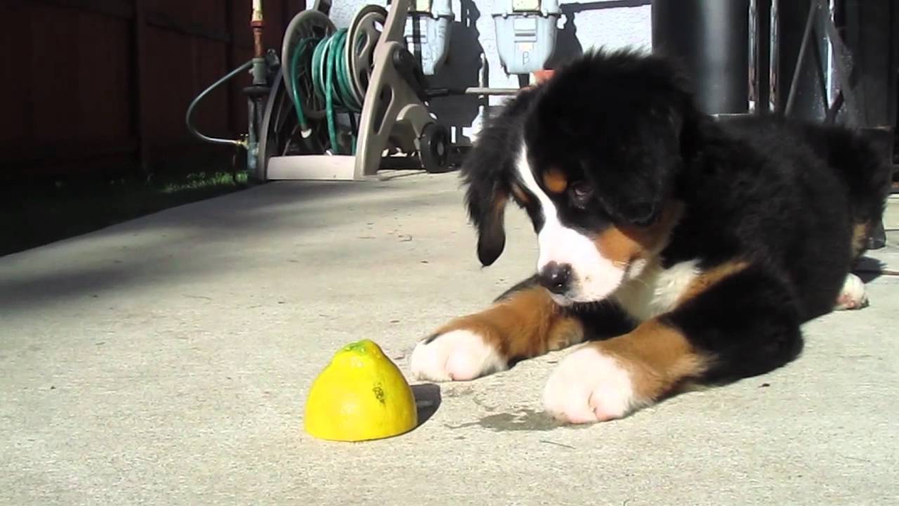 bernese mountain dog puppy biting