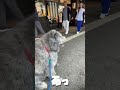 秋田犬カイひと休み姿見られて照れる