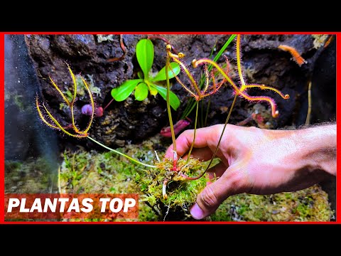 Vídeo: Jardí carnívor a l'aire lliure: consells per crear un jardí de plantes carnívores