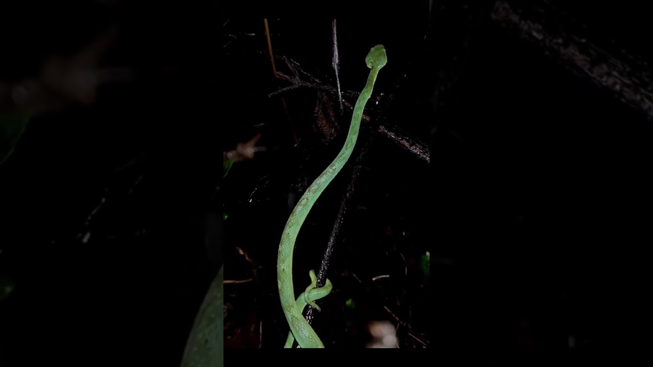 green pit Viper venomous snake in forest
