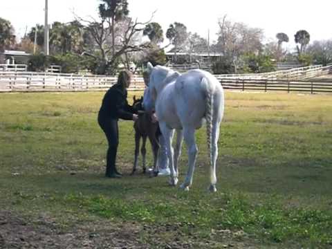 Carla Wood and Linda Gregory with new colt Sunday Feb 21, 2010