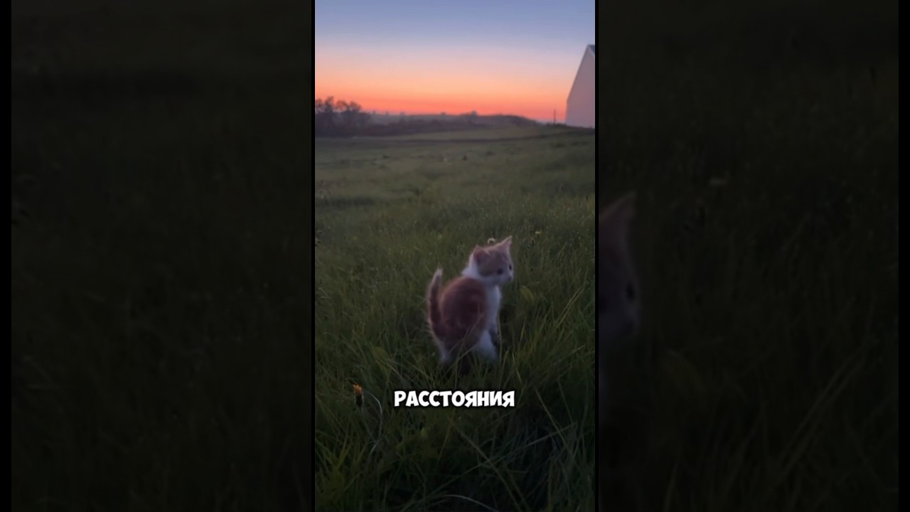 Интересный факт о кошках 