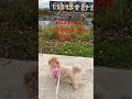 #pets #dogs #dogsandcats #smallbreed