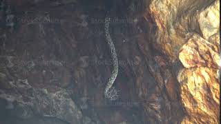 reticulated python in a cave with bats hindu temple goa lawah bali indonesia