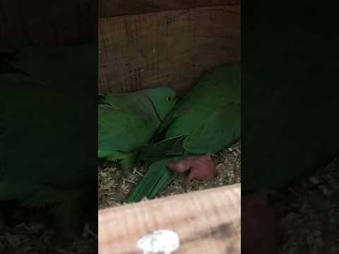 Green parrot chicks #ytshorts