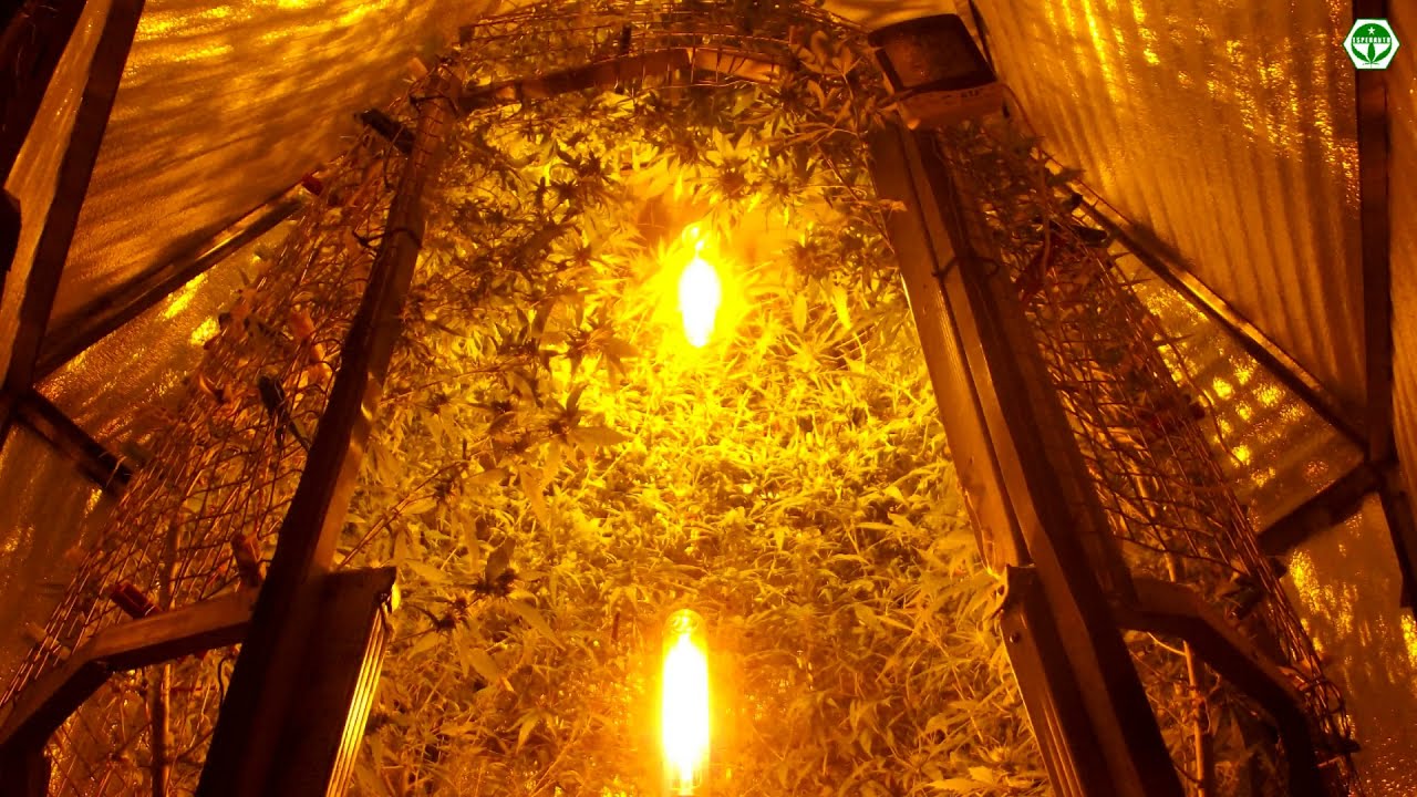 Blueberry fem, White Widow fem. Silo Grow Method. Vertical grow.