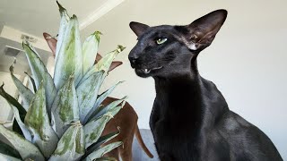 ORIENTAL Shorthair CATS Like PINEAPPLE 🍍Funny Animals by Oriental Cats Rexton & Bella 3,968 views 11 months ago 1 minute, 29 seconds