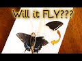 We Did SURGERY on a BUTTERFLY!