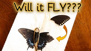 Delicate WING SURGERY on a BUTTERFLY! (Will it Fly???)