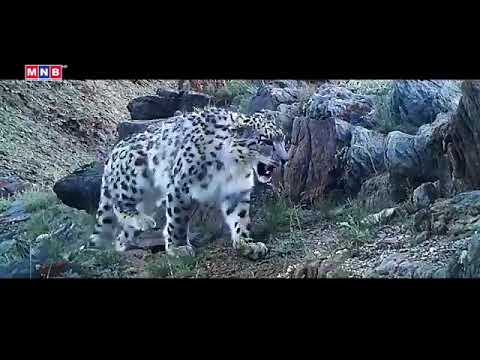 “Ирвэсийн амьдрал” Баримтат кино "Leopard Life" Documentary