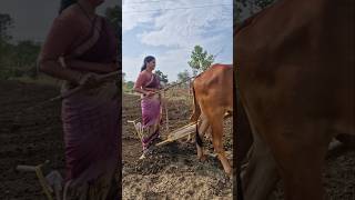 शेतकरी 👑#farming#trending#shorts#sheti#farmlife#viralshort#marathimulgi#maharashtra#marathi #short
