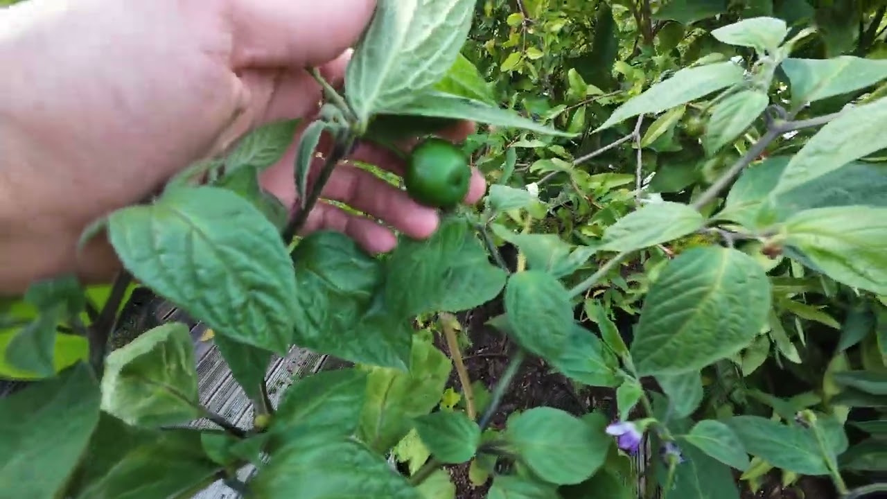 Neues zu Granatapfel und Zitrus nach der Sommerhitze