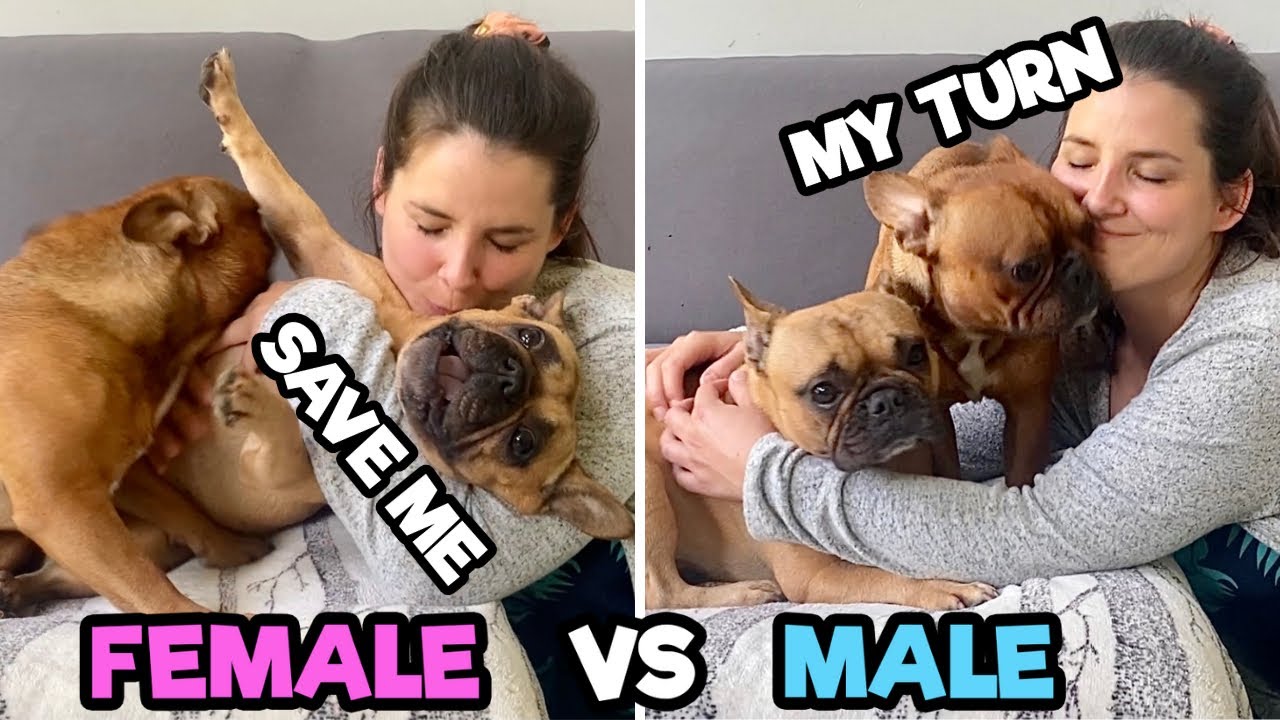 Hugging My Dogs For Too Long MALE VS FEMALE! Jealous Dog Reaction YouTube