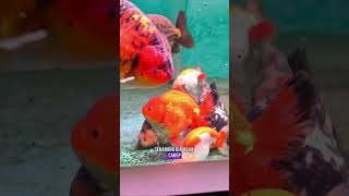 TANTANGAN SEBAGAI GROOMER KOKI PASTI ADA!!  Apalagi di saat keeping contest yang krusial banget!