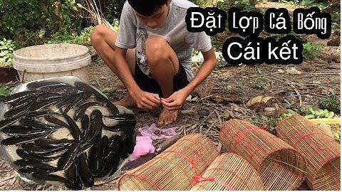Đặt Lợp cá Bống mùa dịch và cái kết Thật Bất Ngờ || Cá Bống Dừa||BìnhAnVlog