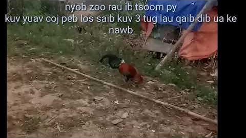 los peb saib qaib dib ua ke nawb tsoom py