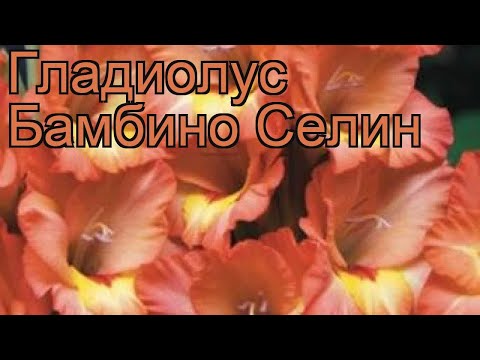 Гладиолус бамбино Селин