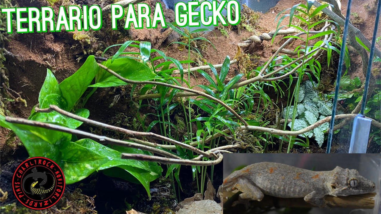 PEDAZO DE SELVA EN CASA 😍🦎 TERRARIO PARA GECKO GÁRGOLA (PEDIDO ESPECIAL DE CLIENTE)