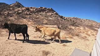 Arizona: Indian Bread Rocks