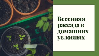 Весенняя рассада в домашних условиях [Один День Из Жизни Натали]