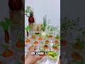 ¡Cosecha SIN TIERRA! 🥬 Aprende Hidroponía desde cero #shorts #hidroponía